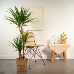Dracaena Et Son Panier Naturel - H120cm, ø21cm - Très Grande Plante D'intérieur -Terre et Verdure fe6f28c947c6d80e