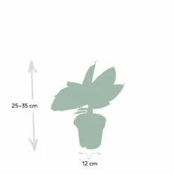 Bananier Nain Oriental - H25cm, ø12cm - Plante D'intérieur -Terre et Verdure fecf752c9affe4db