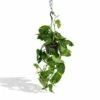 Epipremnum Aureum Scindapsus - H25cm, ø15cm - Plante D'intérieur Tombante -Terre et Verdure fef830d6c5060660