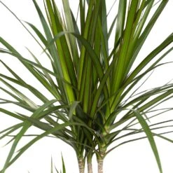 Dracaena Marginata - H70cm, ø17cm - Grande Plante D'intérieur -Terre et Verdure ff91d63cf255b5d5