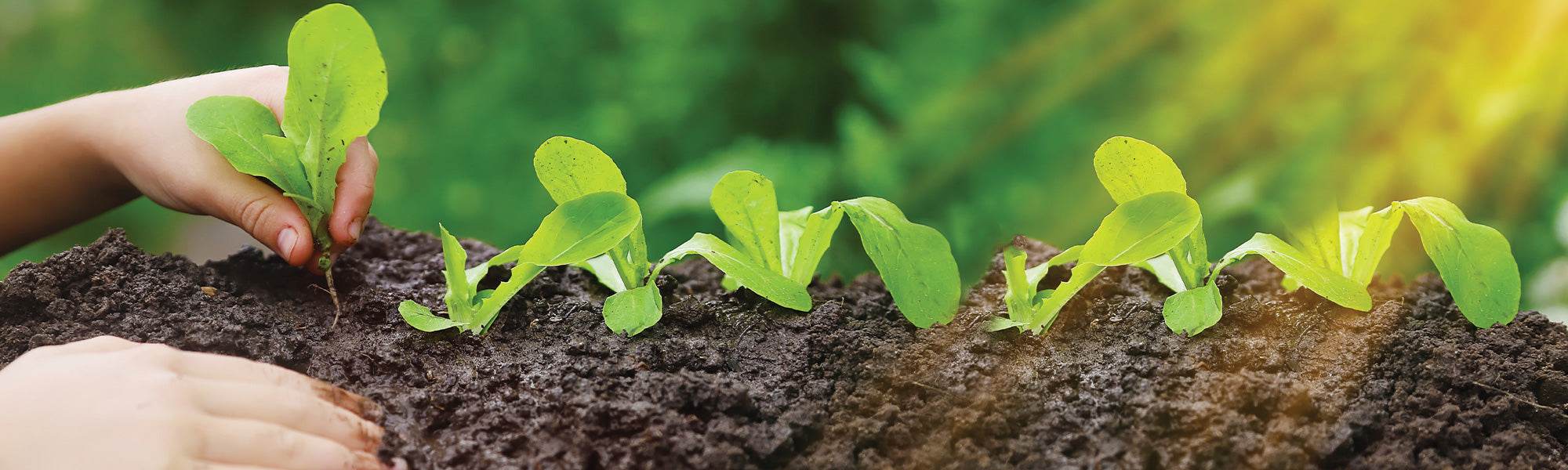 Devant 1 Devant -Terre et Verdure 151dd4e5f4eefcc2ef2ac16f2ec23a85 ca9a0c96 3185 41e6 be35 1a6edd4d95d7