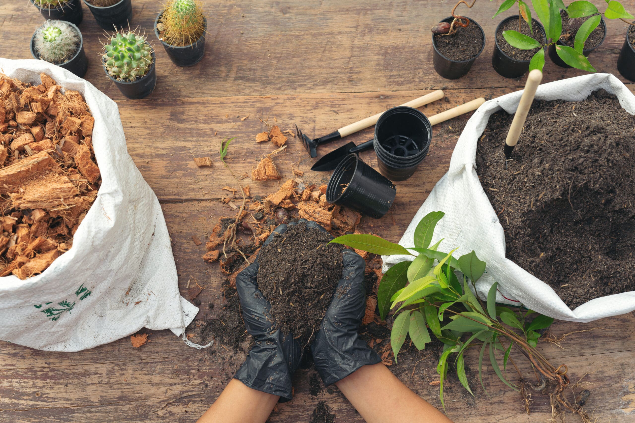 Devant -Terre et Verdure closeup picture of gardener s hands planting plant scaled min